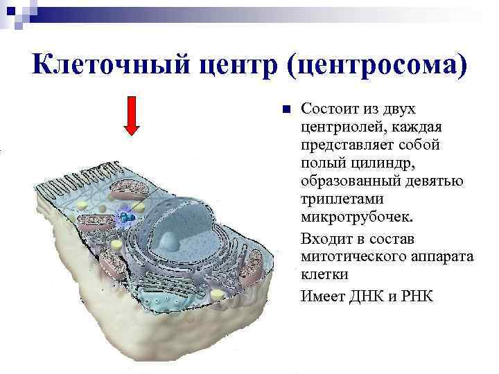 Клеточный центр (центросома)   n  Состоит из двух    