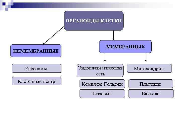 Какие немембранные органоиды могут связываться с эпс. Мембранные и немембранные органоиды клетки. Схема классификации органоидов.