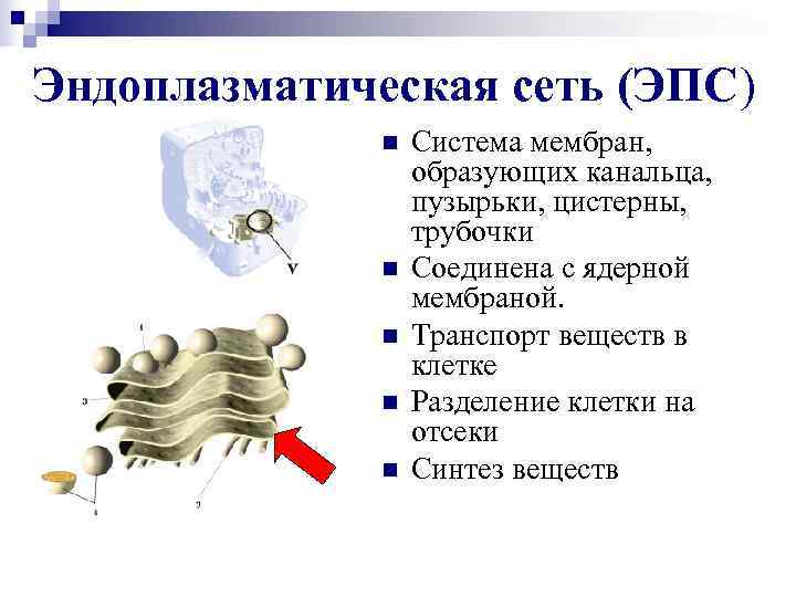 Изображенный на рисунке органоид обеспечивающий быстрое продвижение веществ в клетке представляет