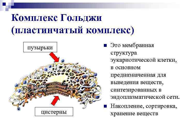 Ядро комплекс гольджи