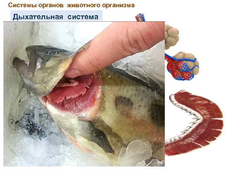 Системы органов животного организма Дыхательная система 