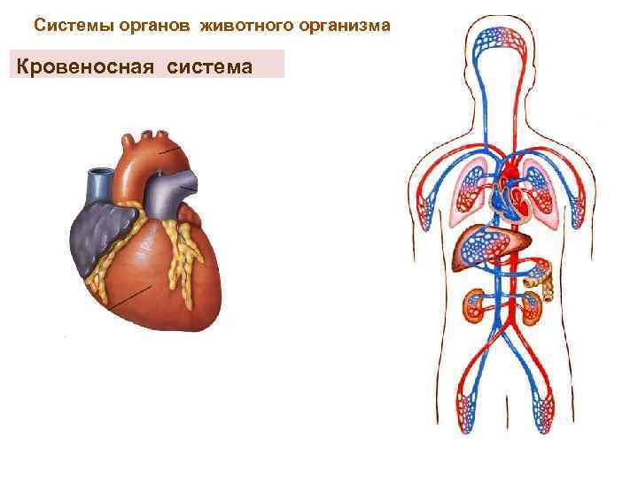 Системы органов животного организма Кровеносная система 