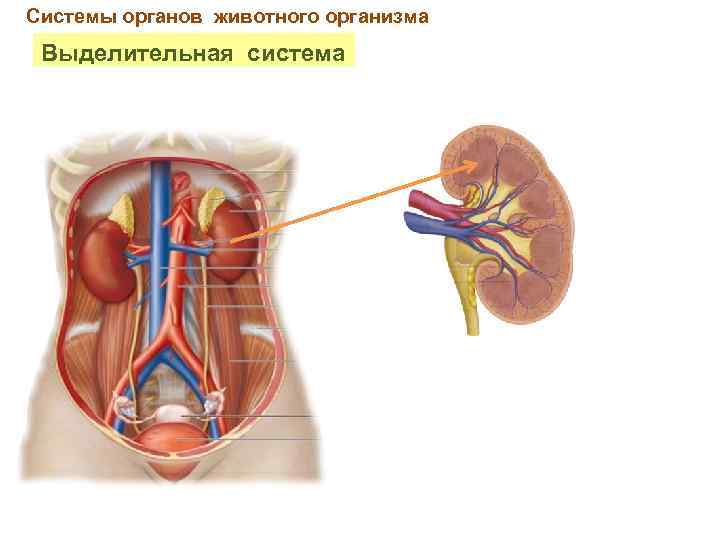 Системы органов животного организма Выделительная система 