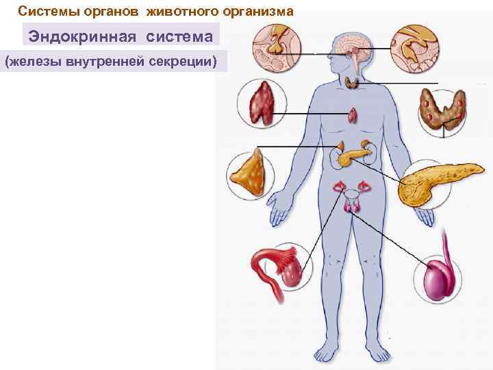  Системы органов животного организма  Эндокринная система (железы внутренней секреции) 