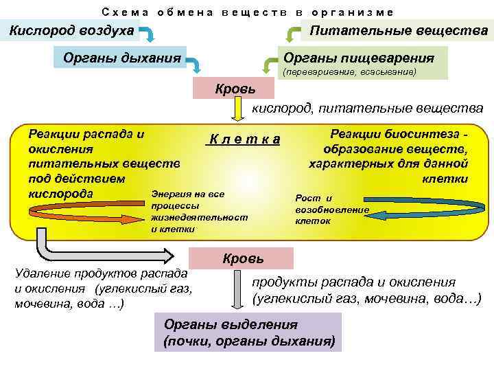    Схема обмена веществ в организме Кислород воздуха    