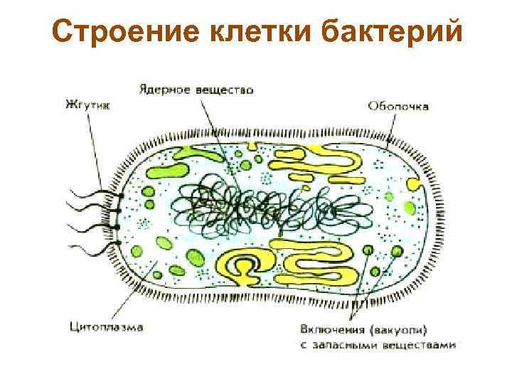 Строение клетки бактерий 