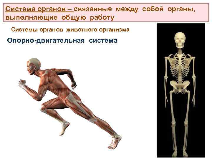 Система органов – связанные между собой органы, выполняющие общую работу Системы органов животного организма