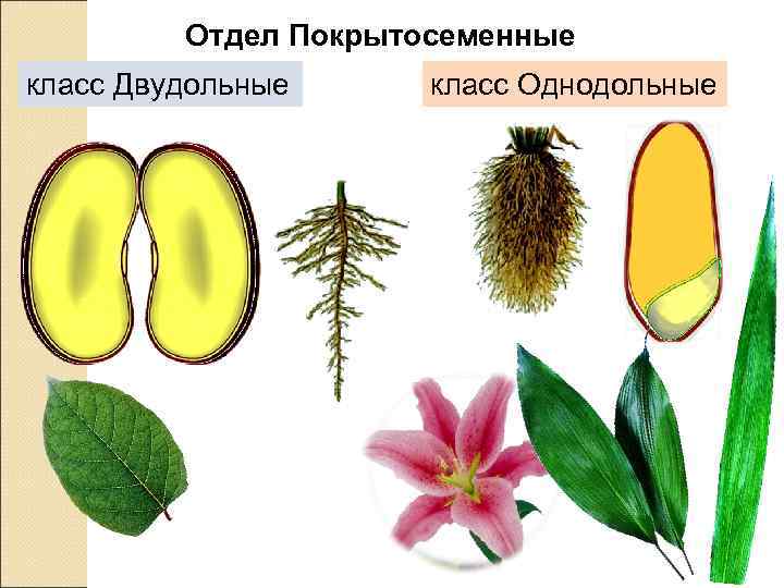    Отдел Покрытосеменные класс Двудольные класс Однодольные 