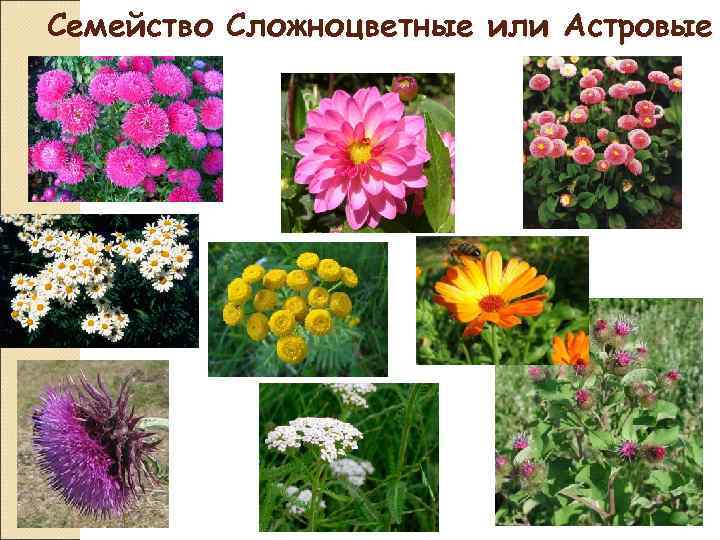 Семейство Сложноцветные или Астровые 