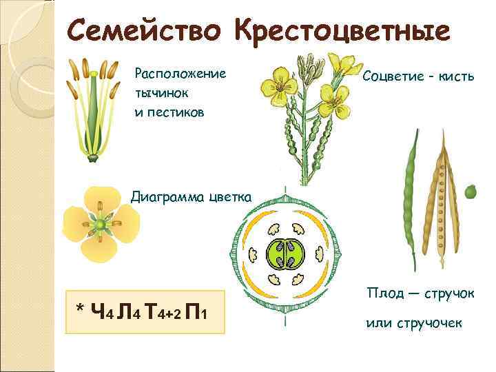 Семейство Крестоцветные  Расположение  Соцветие - кисть  тычинок  и пестиков 