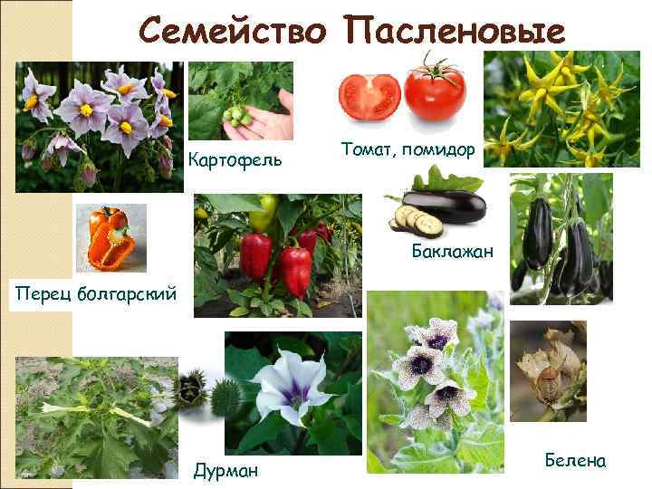   Семейство Пасленовые       Томат, помидор  