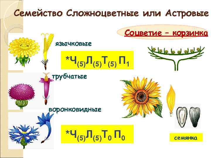 Семейство Сложноцветные или Астровые     Соцветие – корзинка  язычковые 
