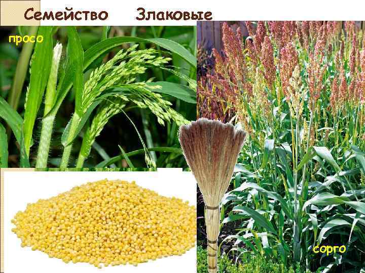 Семейство просо Злаковые кукуруза пшеница сорго 