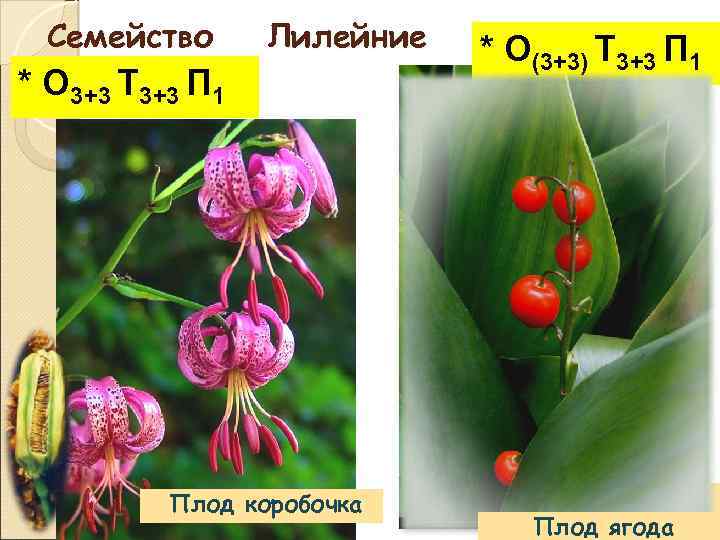 Формула о3 3т3 3п1. Плод лилии кудреватой. Лилия кудреватая красная книга. Формула растения о3+3т3+3п1. Строение лилии кудреватой.