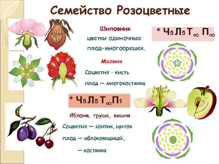 Семейство Розоцветные Шиповник цветки одиночные плод-многоорешек. Малина Соцветие - кисть плод — многокостянка *