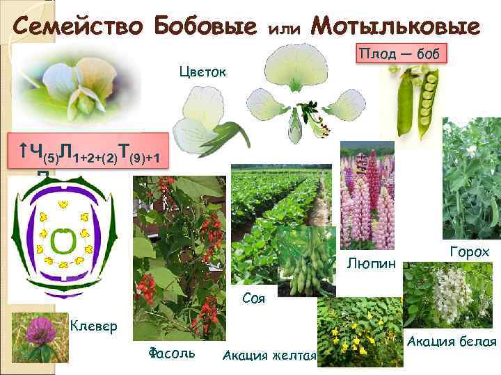 Семейство Бобовые или Мотыльковые Плод — боб Цветок Ч(5)Л 1+2+(2)Т(9)+1 П 1 Люпин Горох