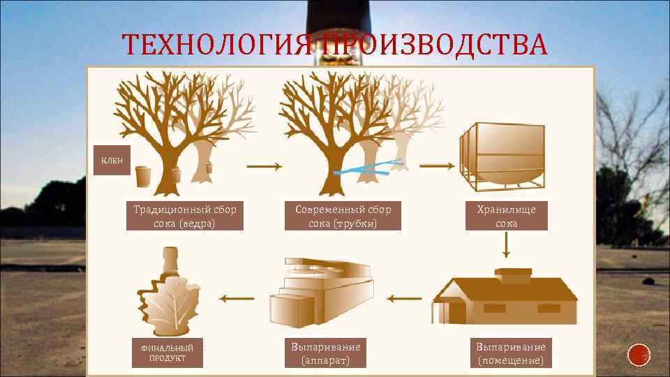 ТЕХНОЛОГИЯ ПРОИЗВОДСТВА КЛЕН Традиционный сбор сока (ведра) ФИНАЛЬНЫЙ ПРОДУКТ Современный сбор сока (трубки) Выпаривание