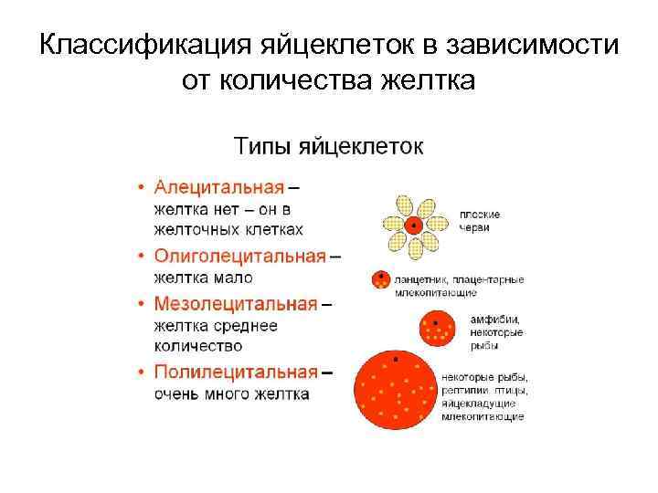 Классификация яйцеклеток в зависимости от количества желтка 
