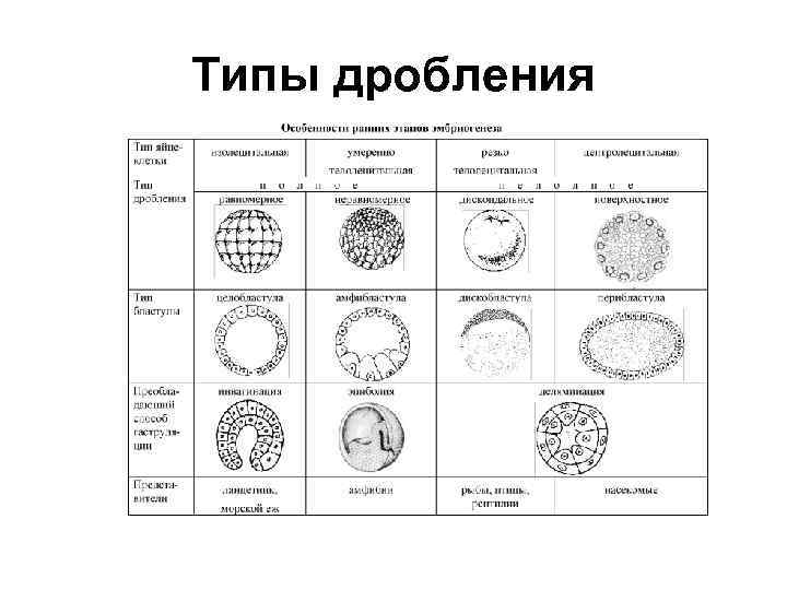 Типы дробления 
