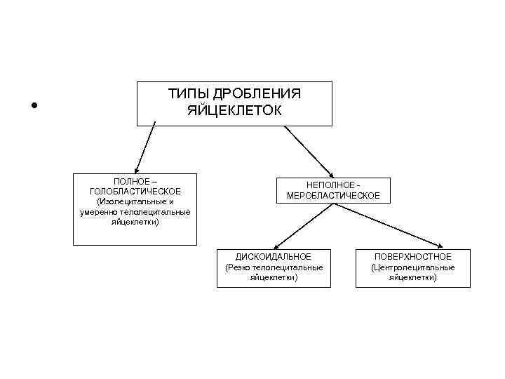  • ТИПЫ ДРОБЛЕНИЯ ЯЙЦЕКЛЕТОК ПОЛНОЕ – ГОЛОБЛАСТИЧЕСКОЕ (Изолецитальные и умеренно телолецитальные яйцеклетки) НЕПОЛНОЕ