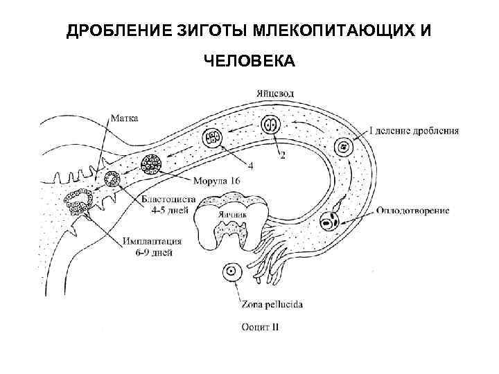 ДРОБЛЕНИЕ ЗИГОТЫ МЛЕКОПИТАЮЩИХ И ЧЕЛОВЕКА 