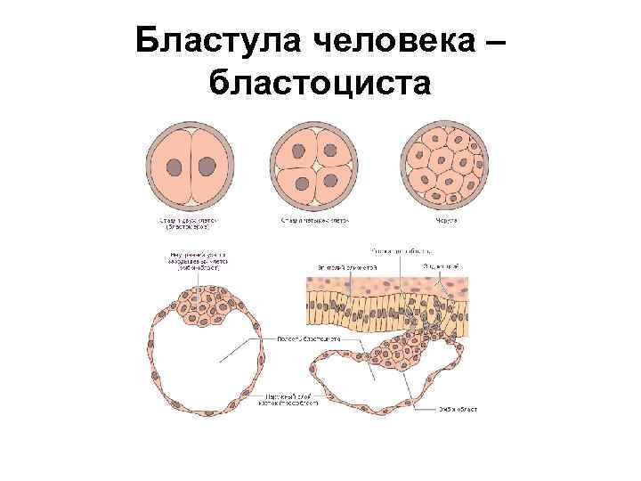 Бластула человека – бластоциста 