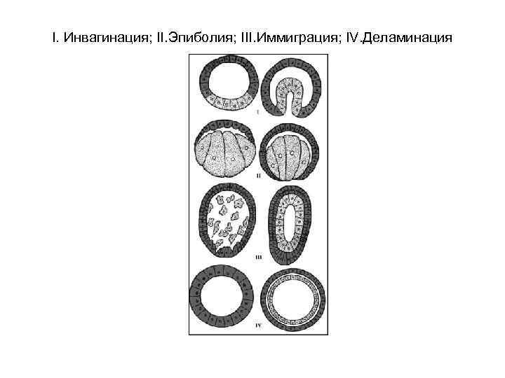 I. Инвагинация; II. Эпиболия; III. Иммиграция; IV. Деламинация 