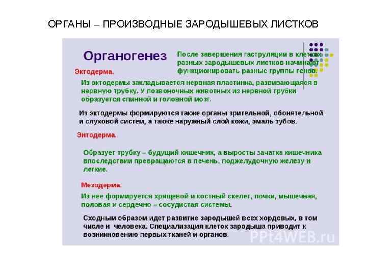 ОРГАНЫ – ПРОИЗВОДНЫЕ ЗАРОДЫШЕВЫХ ЛИСТКОВ 