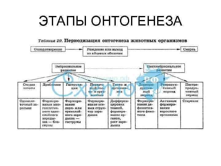 ЭТАПЫ ОНТОГЕНЕЗА 