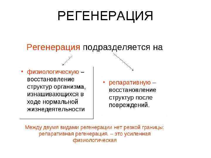 РЕГЕНЕРАЦИЯ 