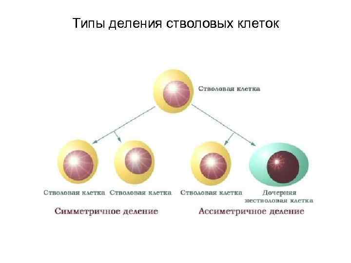 Типы деления стволовых клеток 