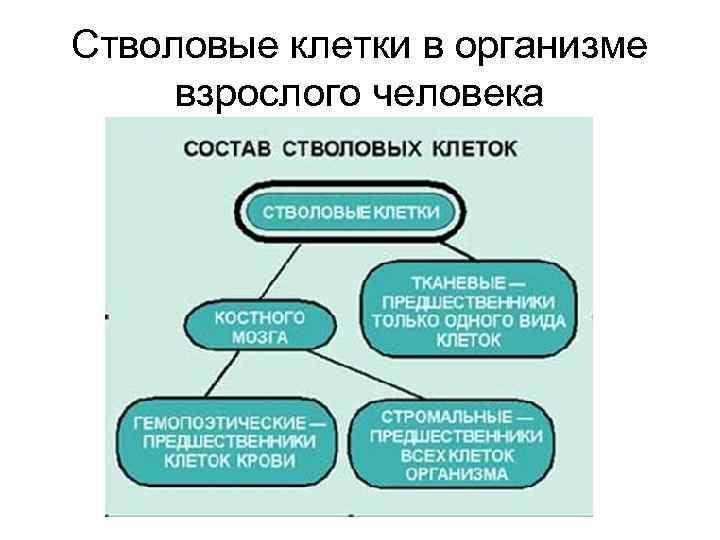 Стволовые клетки в организме взрослого человека 