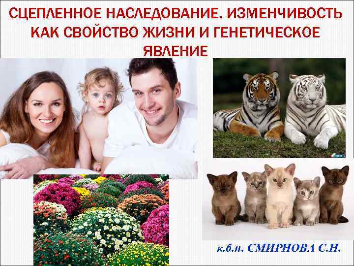 СЦЕПЛЕННОЕ НАСЛЕДОВАНИЕ. ИЗМЕНЧИВОСТЬ КАК СВОЙСТВО ЖИЗНИ И ГЕНЕТИЧЕСКОЕ ЯВЛЕНИЕ к. б. н. СМИРНОВА С.