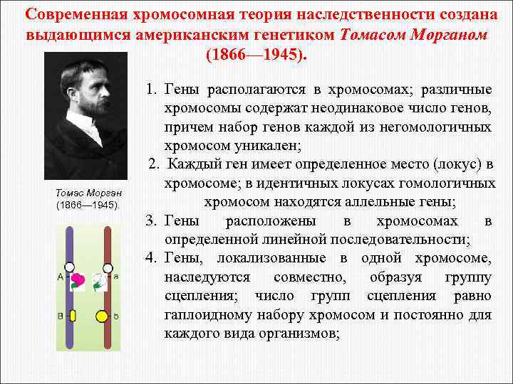 Современная хромосомная теория наследственности создана выдающимся американским генетиком Томасом Морганом (1866— 1945). Томас Морган
