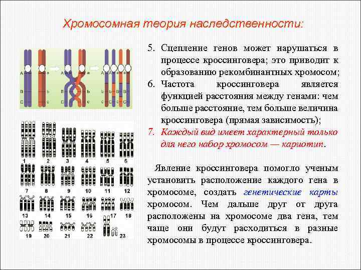 Хромосомная теория наследственности: 5. Сцепление генов может нарушаться в процессе кроссинговера; это приводит к