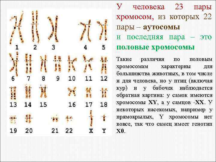 У человека 23 пары хромосом, из которых 22 пары – аутосомы и последняя пара