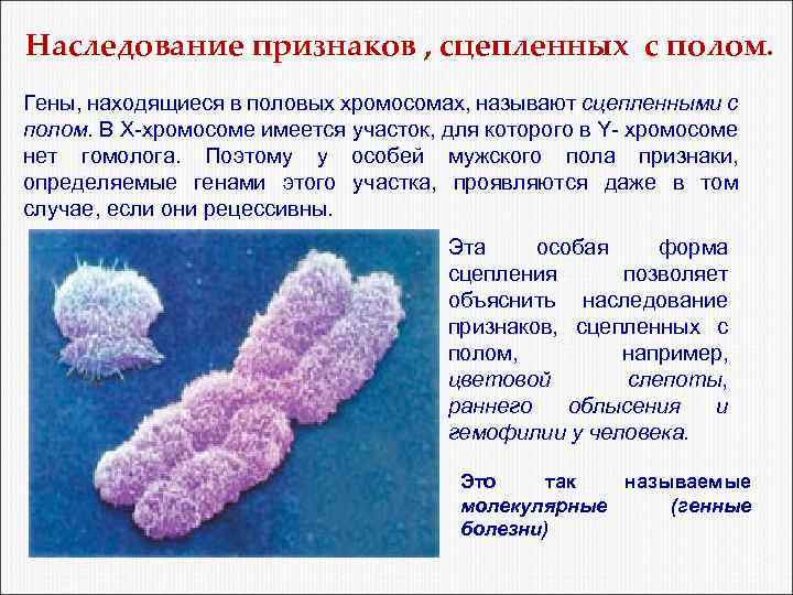 Наследование признаков , сцепленных с полом. Гены, находящиеся в половых хромосомах, называют сцепленными с