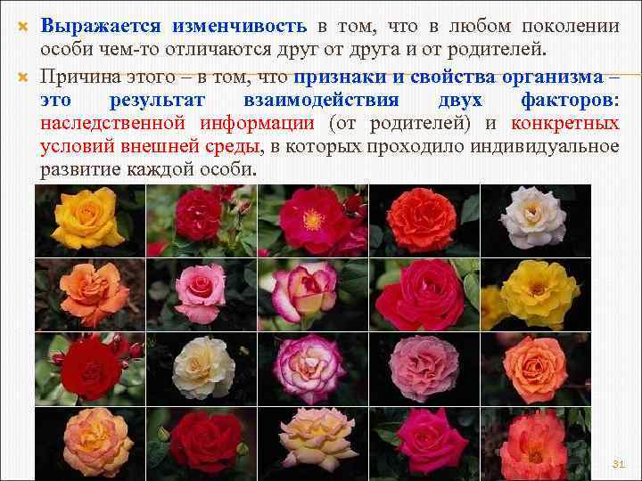  Выражается изменчивость в том, что в любом поколении особи чем-то отличаются друг от