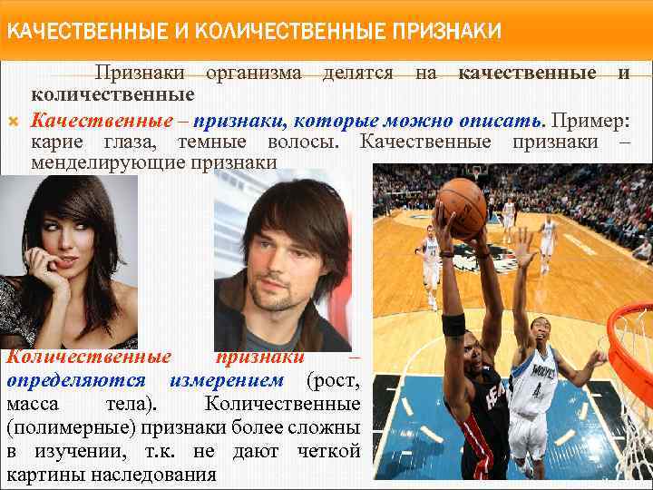 КАЧЕСТВЕННЫЕ И КОЛИЧЕСТВЕННЫЕ ПРИЗНАКИ Признаки организма делятся на качественные и количественные Качественные – признаки,
