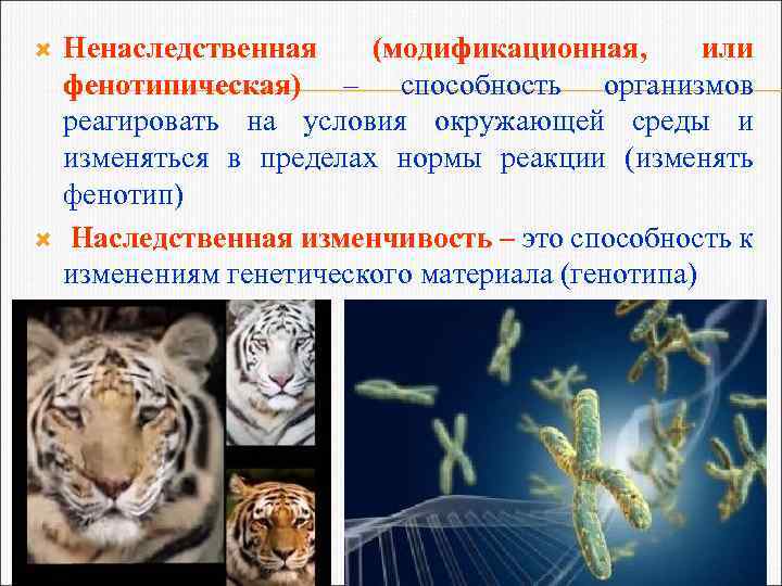  Ненаследственная (модификационная, или фенотипическая) – способность организмов реагировать на условия окружающей среды и