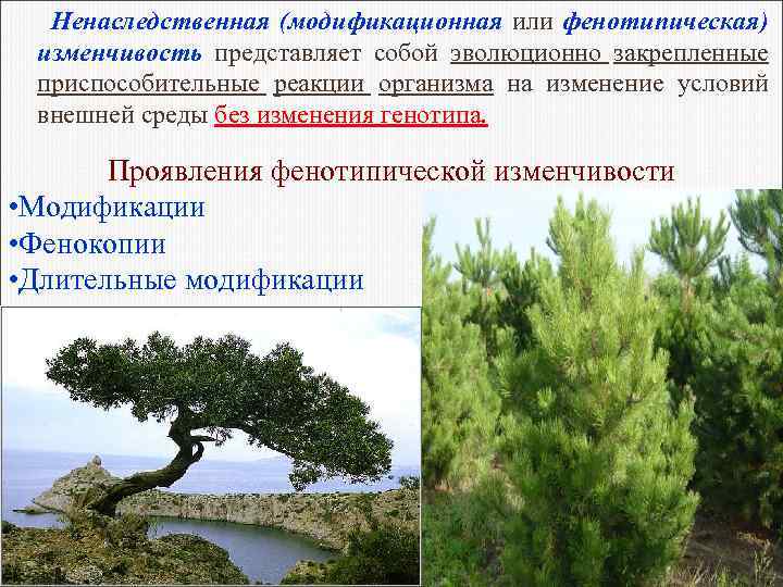 Ненаследственная (модификационная или фенотипическая) изменчивость представляет собой эволюционно закрепленные приспособительные реакции организма на изменение