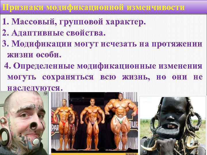 Признаки модификационной изменчивости 1. Массовый, групповой характер. 2. Адаптивные свойства. 3. Модификации могут исчезать