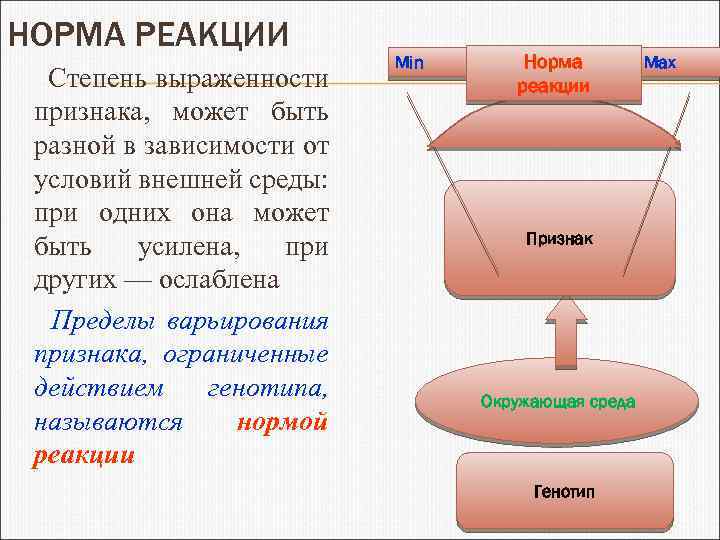 НОРМА РЕАКЦИИ Степень выраженности признака, может быть разной в зависимости от условий внешней среды: