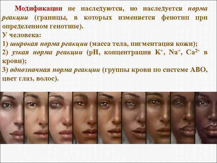  Модификации не наследуются, но наследуется норма реакции (границы, в которых изменяется фенотип при