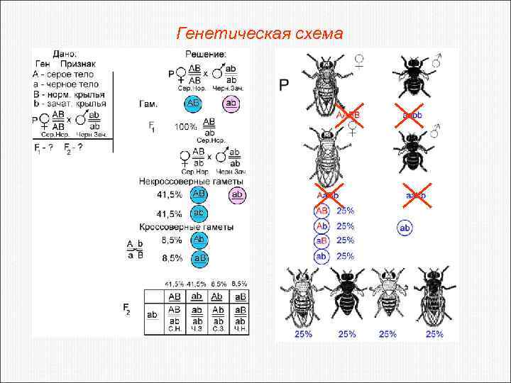 Генетическая схема 