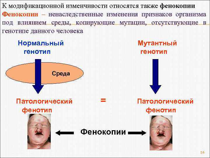 К модификационной изменчивости относятся также фенокопии Фенокопии – ненаследственные изменения признаков организма под влиянием