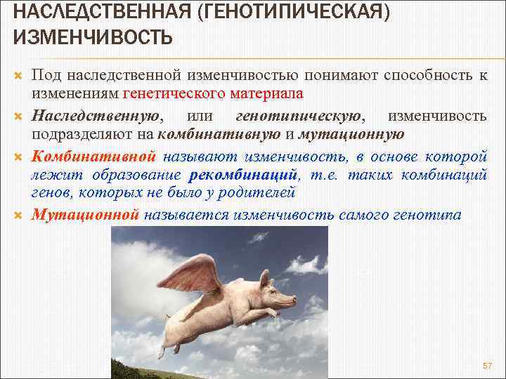 НАСЛЕДСТВЕННАЯ (ГЕНОТИПИЧЕСКАЯ) ИЗМЕНЧИВОСТЬ Под наследственной изменчивостью понимают способность к изменениям генетического материала Наследственную, или