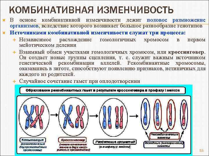 Комбинативная изменчивость презентация 9 класс пасечник