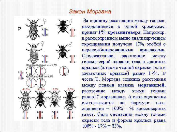Закон Моргана За единицу расстояния между генами, находящимися в одной хромосоме, принят 1% кроссинговера.