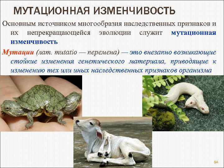 МУТАЦИОННАЯ ИЗМЕНЧИВОСТЬ Основным источником многообразия наследственных признаков и их непрекращающейся эволюции служит мутационная изменчивость